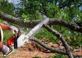 Best Tree Preservation Services  in Highland Park, IL